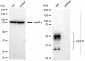KD-Validated Anti-CD147 Rabbit Monoclonal Antibody
