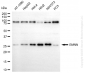 KD-Validated Anti-Geminin DNA Replication Inhibitor Rabbit Monoclonal Antibody