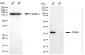 KD-Validated Anti-Geminin DNA Replication Inhibitor Rabbit Monoclonal Antibody