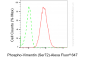 KD-Validated Anti-Phospho-Vimentin (Ser72) Rabbit Monoclonal Antibody