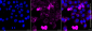 KD-Validated Anti-Phospho-Vimentin (Ser72) Rabbit Monoclonal Antibody