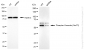 KD-Validated Anti-Phospho-Vimentin (Ser72) Rabbit Monoclonal Antibody