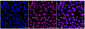 KD-Validated Anti-Zinc fingers and homeoboxes 2 Rabbit Monoclonal Antibody