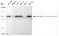 KD-Validated Anti-Zinc fingers and homeoboxes 2 Rabbit Monoclonal Antibody