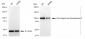 KD-Validated Anti-Zinc fingers and homeoboxes 2 Rabbit Monoclonal Antibody