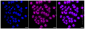 KD-Validated Anti-ATG5 Rabbit Monoclonal Antibody