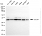 KD-Validated Anti-CDC34 Rabbit Monoclonal Antibody