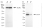 KD-Validated Anti-CDC34 Rabbit Monoclonal Antibody