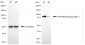 KD-Validated Anti-EWS RNA Binding Protein 1 Rabbit Monoclonal Antibody