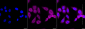 KD-Validated Anti-Atg4C Rabbit Monoclonal Antibody