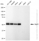 KD-Validated Anti-Atg4C Rabbit Monoclonal Antibody