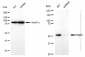 KD-Validated Anti-Atg4C Rabbit Monoclonal Antibody