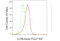 KD-Validated Anti-MAP1LC3B Rabbit Monoclonal Antibody