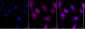 KD-Validated Anti-MAP1LC3B Rabbit Monoclonal Antibody