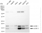 KD-Validated Anti-MAP1LC3B Rabbit Monoclonal Antibody