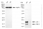 KD-Validated Anti-MAP1LC3B Rabbit Monoclonal Antibody