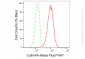 KD-Validated Anti-Cullin4A Rabbit Monoclonal Antibody
