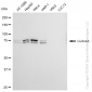 KD-Validated Anti-Cullin4A Rabbit Monoclonal Antibody