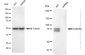 KD-Validated Anti-Cullin4A Rabbit Monoclonal Antibody