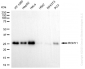 KD-Validated Anti-RCHY1 Rabbit Monoclonal Antibody