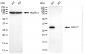 KD-Validated Anti-RCHY1 Rabbit Monoclonal Antibody