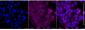 KD-Validated Anti-Thymidine Kinase 1 Rabbit Monoclonal Antibody