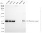 KD-Validated Anti-Thymidine Kinase 1 Rabbit Monoclonal Antibody