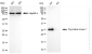 KD-Validated Anti-Thymidine Kinase 1 Rabbit Monoclonal Antibody