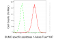 KD-Validated Anti-SUMO Specific Peptidase 1 Rabbit Monoclonal Antibody