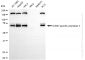 KD-Validated Anti-SUMO Specific Peptidase 1 Rabbit Monoclonal Antibody