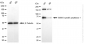 KD-Validated Anti-SUMO Specific Peptidase 1 Rabbit Monoclonal Antibody