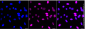 KD-Validated Anti-CREB1 Rabbit Monoclonal Antibody