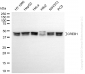 KD-Validated Anti-CREB1 Rabbit Monoclonal Antibody