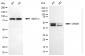 KD-Validated Anti-CREB1 Rabbit Monoclonal Antibody