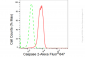 KD-Validated Anti-Caspase 2 Rabbit Monoclonal Antibody