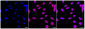 KD-Validated Anti-Caspase 2 Rabbit Monoclonal Antibody