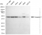 KD-Validated Anti-Caspase 2 Rabbit Monoclonal Antibody