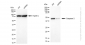 KD-Validated Anti-Caspase 2 Rabbit Monoclonal Antibody
