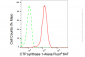 KD-Validated Anti-CTP synthase 1 Rabbit Monoclonal Antibody