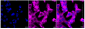 KD-Validated Anti-CTP synthase 1 Rabbit Monoclonal Antibody