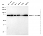 KD-Validated Anti-CTP synthase 1 Rabbit Monoclonal Antibody
