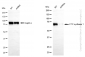 KD-Validated Anti-CTP synthase 1 Rabbit Monoclonal Antibody