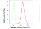 KD-Validated Anti-Caspase 9 Rabbit Monoclonal Antibody