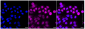 KD-Validated Anti-Caspase 9 Rabbit Monoclonal Antibody