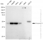KD-Validated Anti-Caspase 9 Rabbit Monoclonal Antibody