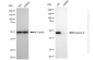 KD-Validated Anti-Caspase 9 Rabbit Monoclonal Antibody