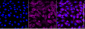 KD-Validated Anti-AKT3 Mouse Monoclonal Antibody