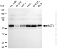 KD-Validated Anti-AKT3 Mouse Monoclonal Antibody