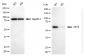 KD-Validated Anti-AKT3 Mouse Monoclonal Antibody