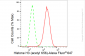 KD-Validated Anti-Histone H3 (acetyl K56) Rabbit Monoclonal Antibody